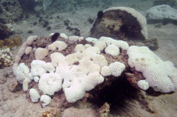 ابيضاض المرجان في الزور بالكويت - حسين القلاف