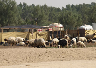 الرعي الجائر أثر التنوع الاحيائي في الكويت - تصوير  عنود القبندي