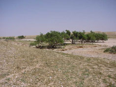 اشجار الطلح