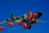 نبات العوسج- تصوير عبدالرحمن السرحان