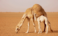 سفينة الصحراء تتجول في صحراء الكويت - تصوير صالح الراشد