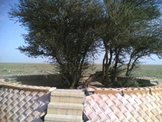 شجرة محلية معمرة هي شجرة طلحة.