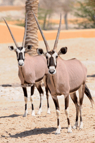 من حيوانات المحمية - تصوير أحمد الصالح