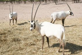 لون المها أبيض كليا في معظم الجسد