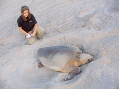 نانسي تتابع السلاحف البحرية في الجزر الكويتية