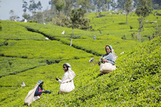 عملية حصاد الشاي