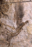 أحافير لأحد الطيور