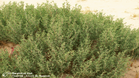 النباتات الكويتية 