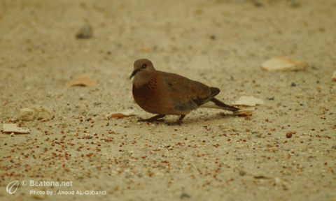طائر الحمام