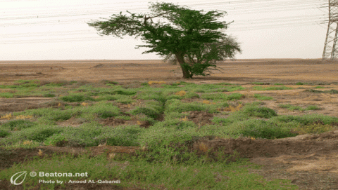 المحميات الطبيعية في الكويت