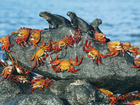 انقراض السرطانات البرية 