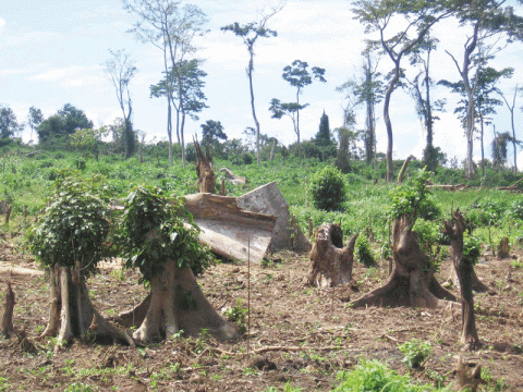 إزالة غابات الأمازون 