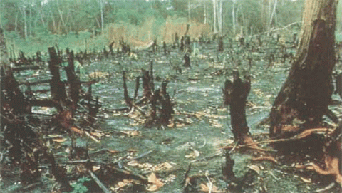 إزالة الغابات 