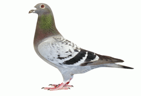 حمام الزاجل 