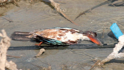 قتل الطيور المهاجرة