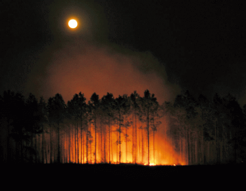 حرائق الغابات 