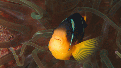 سمكة المهرج