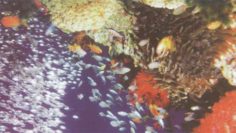 التنوع الحيوي في خطر