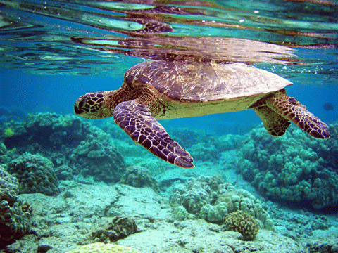 اختفاء السلاحف البحرية 