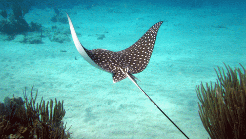 الأسماك الخطرة 