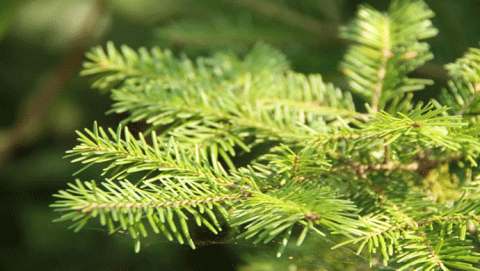 ذاكرة النباتات 