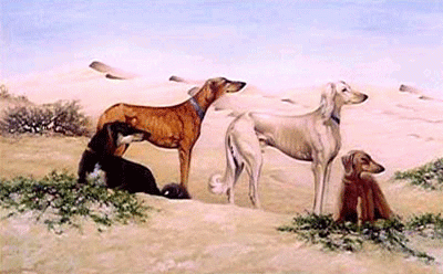 الصيد بالصقور 