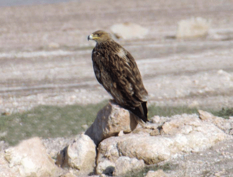 الصيد في تراث العرب 