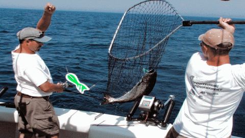 أسماك السالمون 