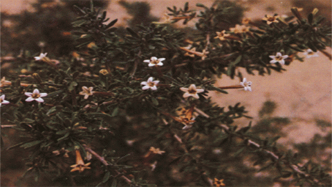 النباتات البرية في الكويت