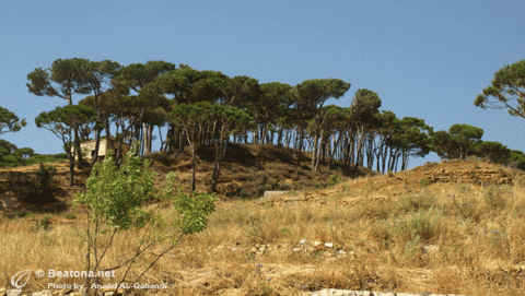 أشجار الصنوبر