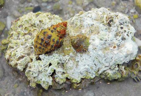 التنوع البيولوجي في الكويت