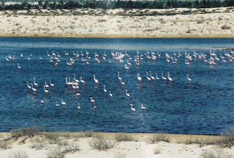 محمية صير بن ياس 
