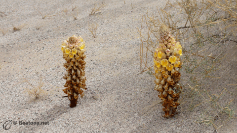 الحيوانات والنباتات البرية