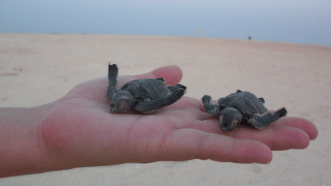 الحفاظ على السلاحف البحرية 