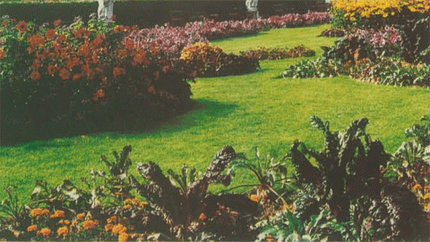 الغطاء النباتي 