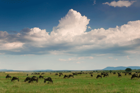 الانقراض الكبير