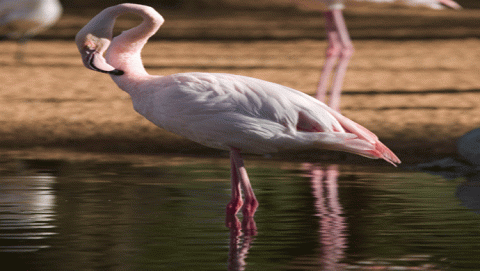 الفلامنغو مراقب بالأقمار الصناعية 