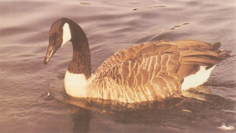 الطيور المهاجرة 