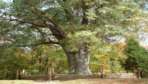 جذوع الأشجار 