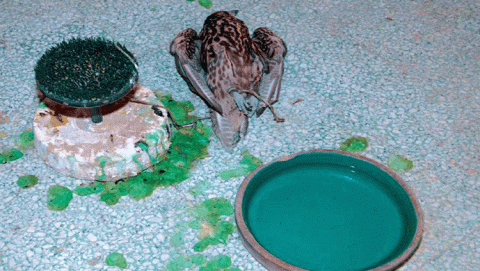 لقاء مع بدر الشرهان 