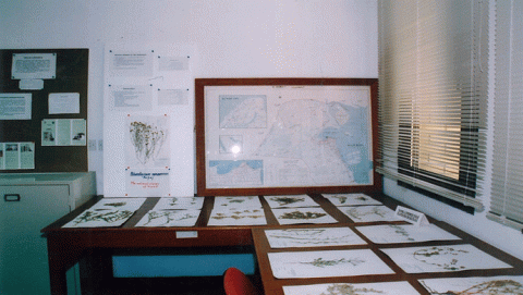 معشبة الكويت الوطنية