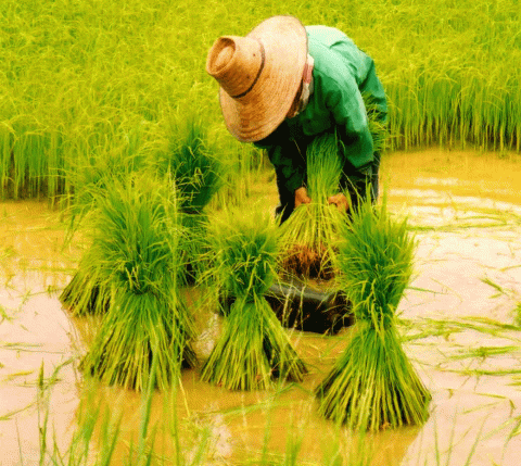 الأرز في آسيا