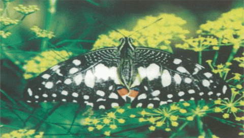 أنواع الفراشات