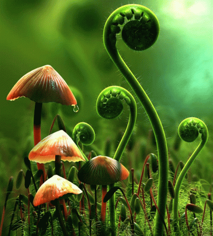 نمو النباتات