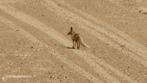 التنوع الحيوي