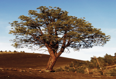 الشجر الأخضر