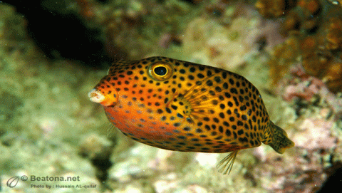 أسماك الكويت 