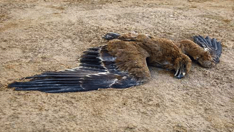 الصيد الجائر للطيور