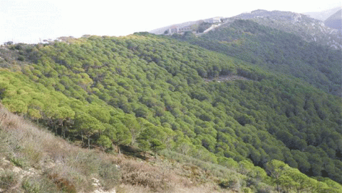 محمية بنتاعل