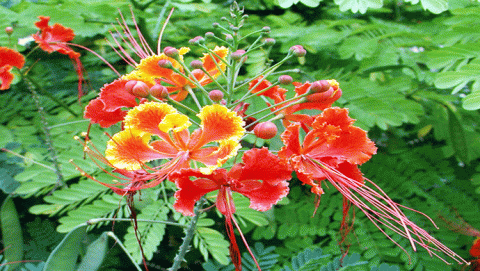 شجرة البونسيانا